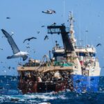 Pelagic-trip-cape-town-trawler-pelagic-birds-4748-1024x682