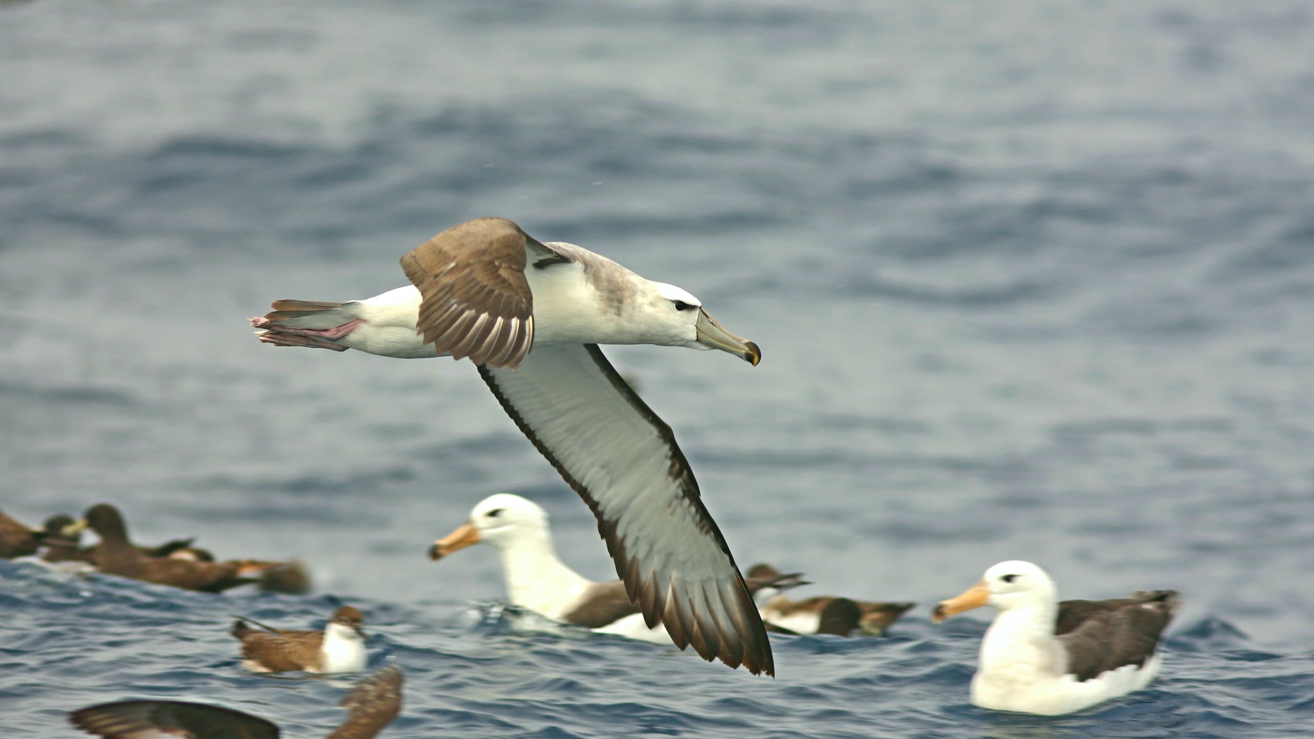 shy-albatross_atf-sa-2560-2560x1440